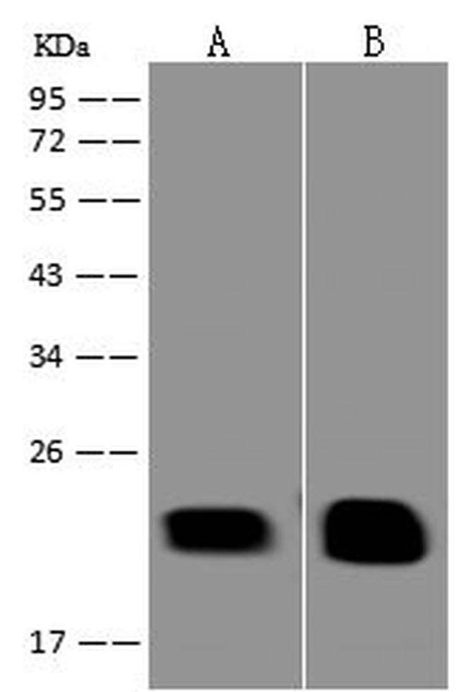 IL-18 Antibody in Western Blot (WB)