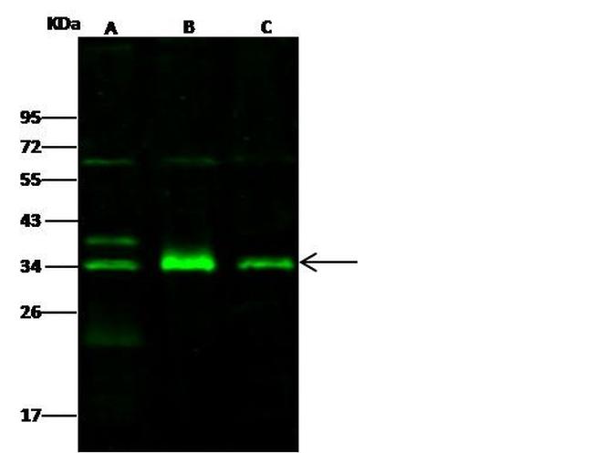 IL-1 alpha Antibody in Western Blot (WB)