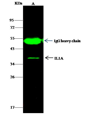IL-1 alpha Antibody in Immunoprecipitation (IP)