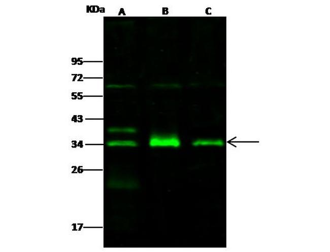 IL-1 alpha Antibody in Western Blot (WB)