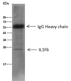 IL1F6 Antibody in Immunoprecipitation (IP)