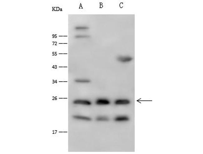 IL1F6 Antibody in Western Blot (WB)