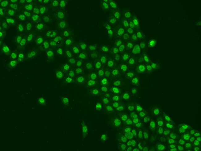 SAM68 Antibody in Immunocytochemistry (ICC/IF)