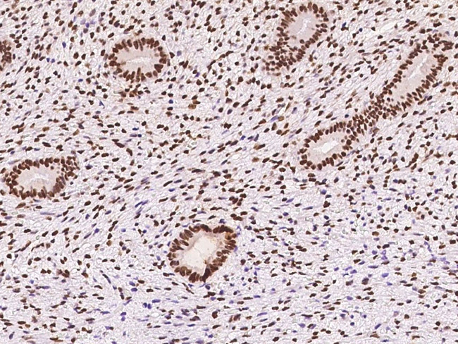 SAM68 Antibody in Immunohistochemistry (Paraffin) (IHC (P))