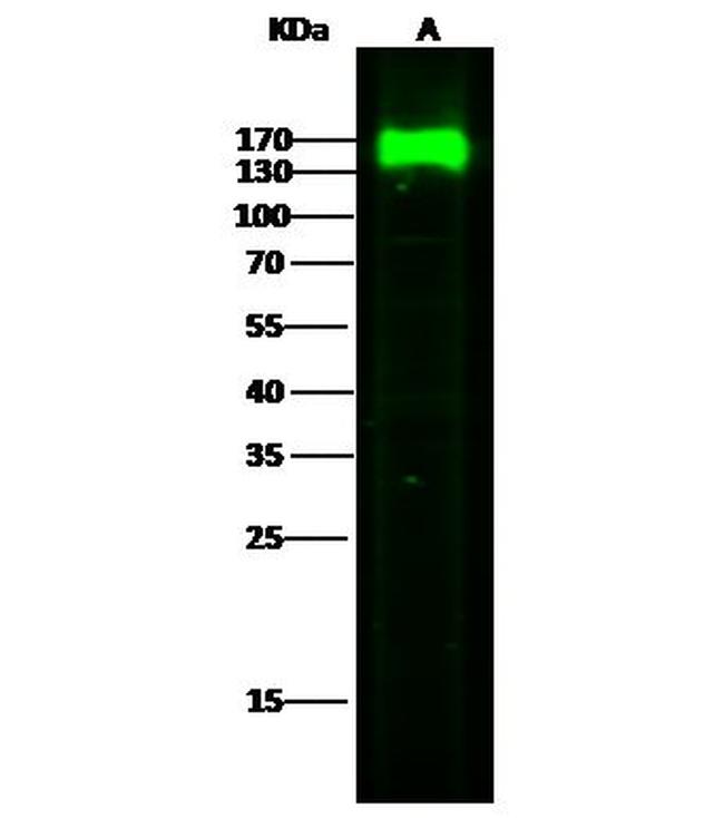 LAMP1 Antibody in Western Blot (WB)