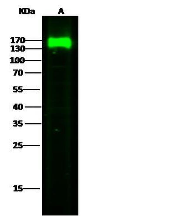 LAMP1 Antibody in Western Blot (WB)