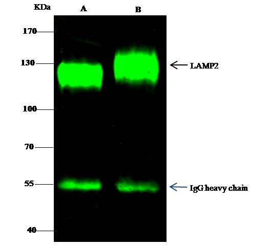 LAMP2 Antibody in Immunoprecipitation (IP)