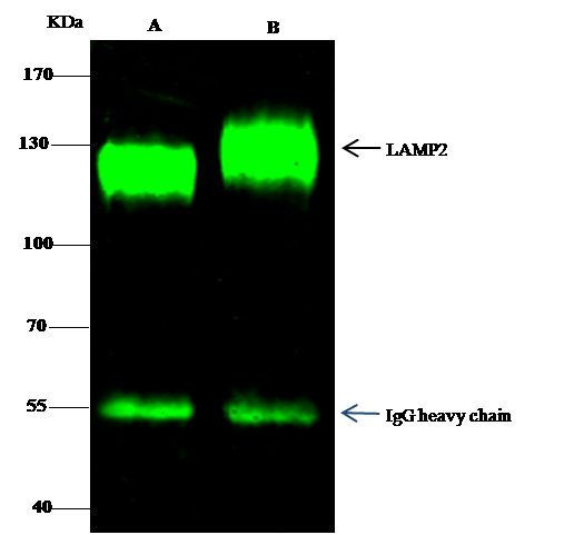 LAMP2 Antibody in Immunoprecipitation (IP)