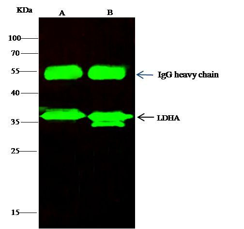 LDHA Antibody in Immunoprecipitation (IP)