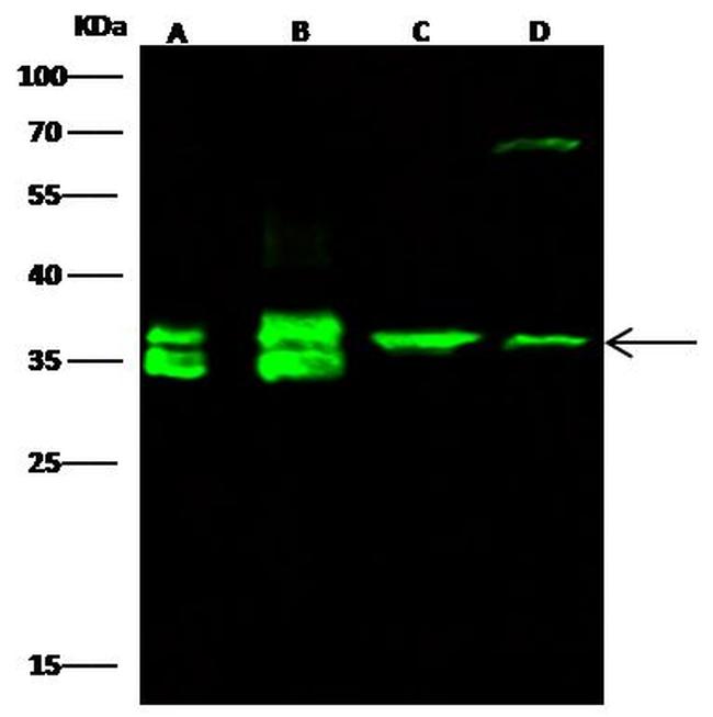 LDHA Antibody in Western Blot (WB)