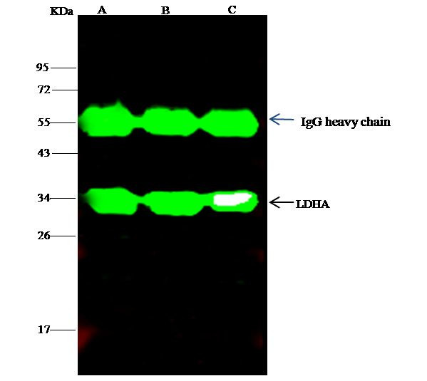 LDHA Antibody in Immunoprecipitation (IP)