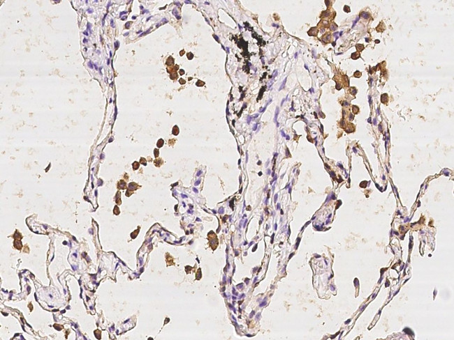 LPXN Antibody in Immunohistochemistry (Paraffin) (IHC (P))