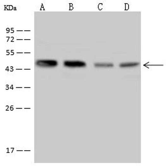 LPXN Antibody in Western Blot (WB)