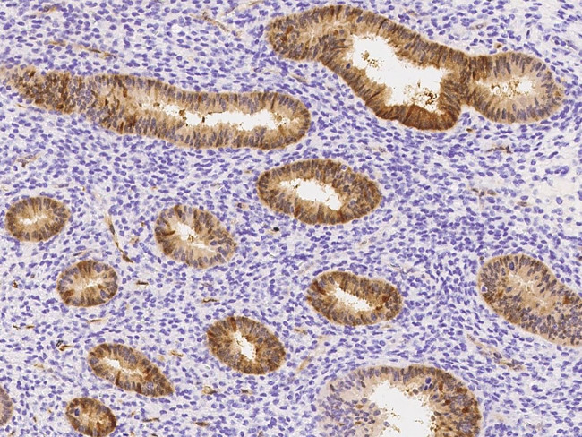 Latexin Antibody in Immunohistochemistry (Paraffin) (IHC (P))