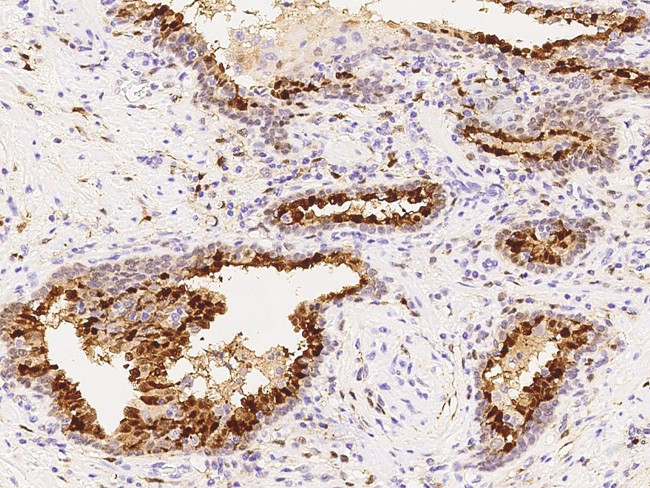 Latexin Antibody in Immunohistochemistry (Paraffin) (IHC (P))