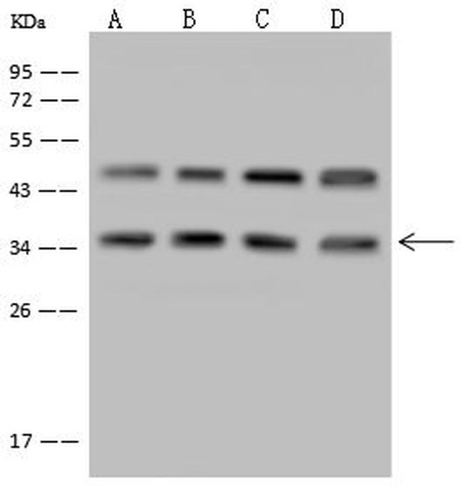 LZTFL1 Antibody in Western Blot (WB)