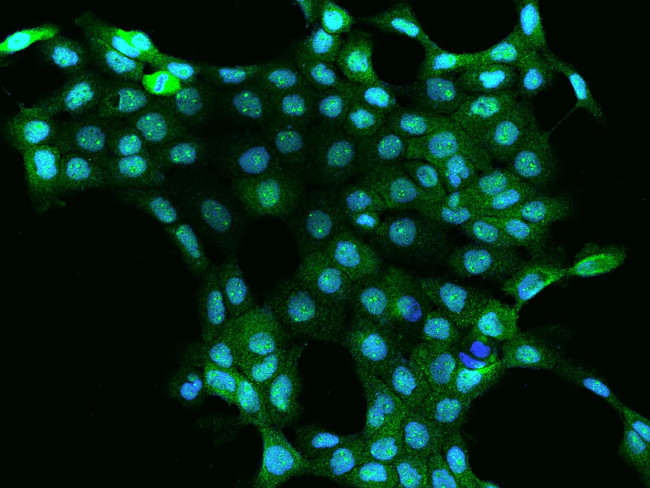 MAGOH Antibody in Immunocytochemistry (ICC/IF)