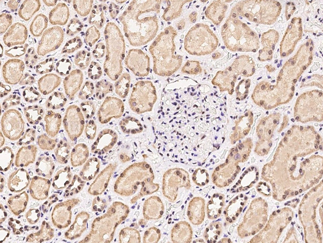 MAGOH Antibody in Immunohistochemistry (Paraffin) (IHC (P))