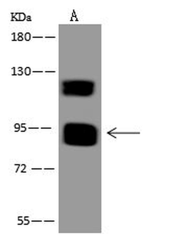 MAMLD1 Antibody in Western Blot (WB)