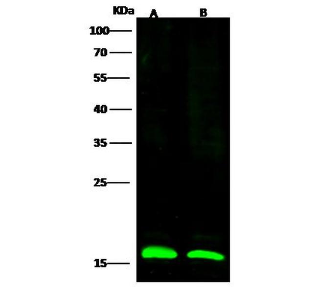 LC3B Antibody in Western Blot (WB)