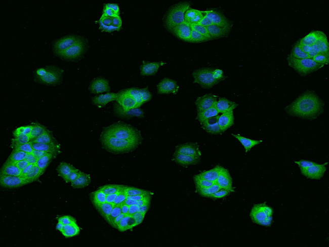 MEK2 Antibody in Immunocytochemistry (ICC/IF)