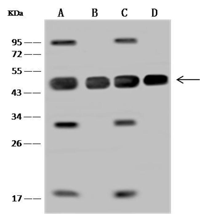 MEK2 Antibody in Western Blot (WB)