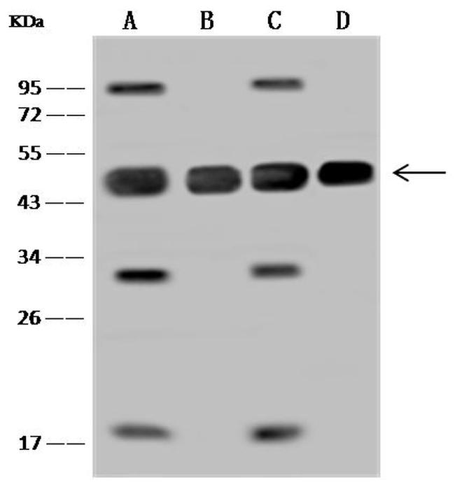 MEK2 Antibody in Western Blot (WB)