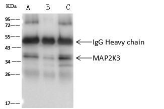 MEK3 Antibody in Immunoprecipitation (IP)