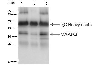 MEK3 Antibody in Immunoprecipitation (IP)