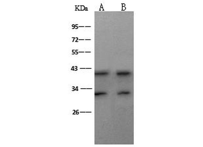 MEK3 Antibody in Western Blot (WB)