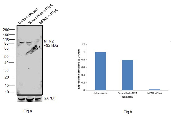 MFN2 Antibody