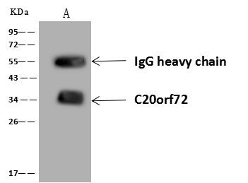 C20orf72 Antibody in Immunoprecipitation (IP)