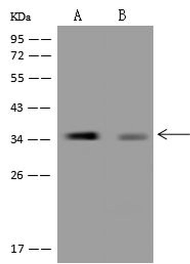 C20orf72 Antibody in Western Blot (WB)