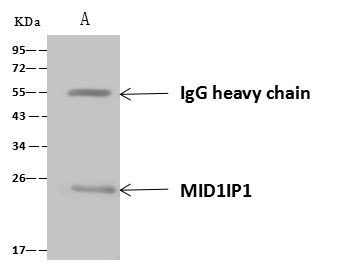 MID1IP1 Antibody in Immunoprecipitation (IP)