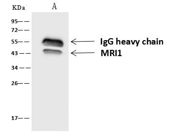 MRI1 Antibody in Immunoprecipitation (IP)