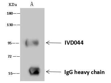 MSH2 Antibody in Immunoprecipitation (IP)