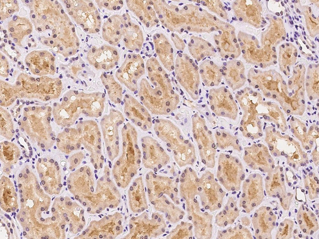 MTG1 Antibody in Immunohistochemistry (Paraffin) (IHC (P))