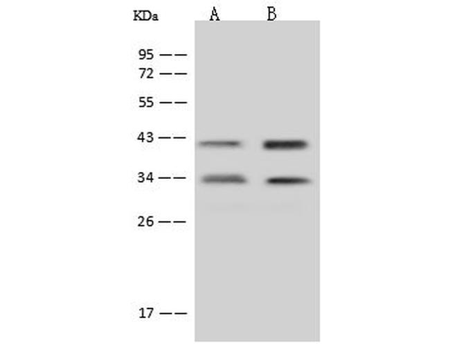 MTG1 Antibody in Western Blot (WB)