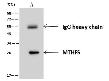 MTHFS Antibody in Immunoprecipitation (IP)