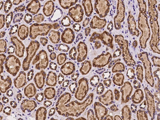 NARS2 Antibody in Immunohistochemistry (Paraffin) (IHC (P))