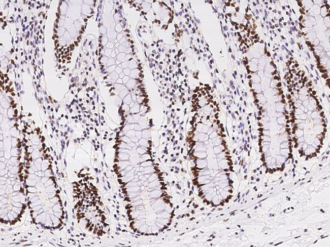 NASP Antibody in Immunohistochemistry (Paraffin) (IHC (P))