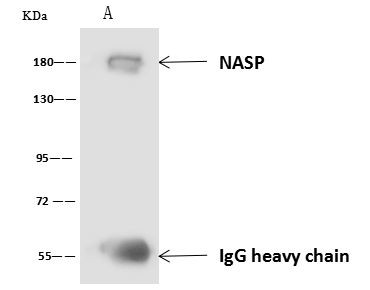 NASP Antibody in Immunoprecipitation (IP)