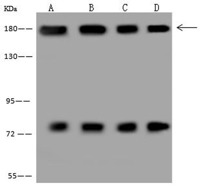 NASP Antibody in Western Blot (WB)