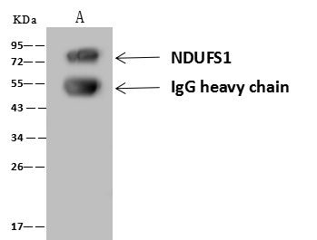 NDUFS1 Antibody in Immunoprecipitation (IP)