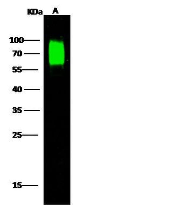 Nectin 2 Antibody in Western Blot (WB)