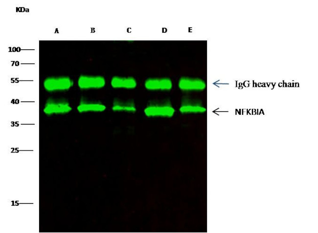 IkB alpha Antibody in Immunoprecipitation (IP)