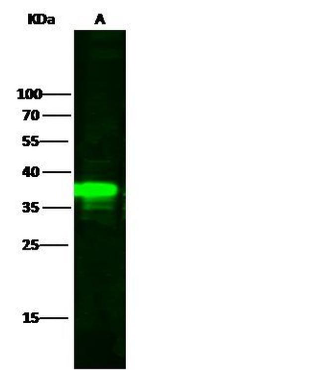 IkB alpha Antibody in Western Blot (WB)