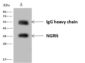 NGRN Antibody in Immunoprecipitation (IP)