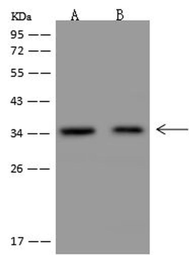 NGRN Antibody in Western Blot (WB)