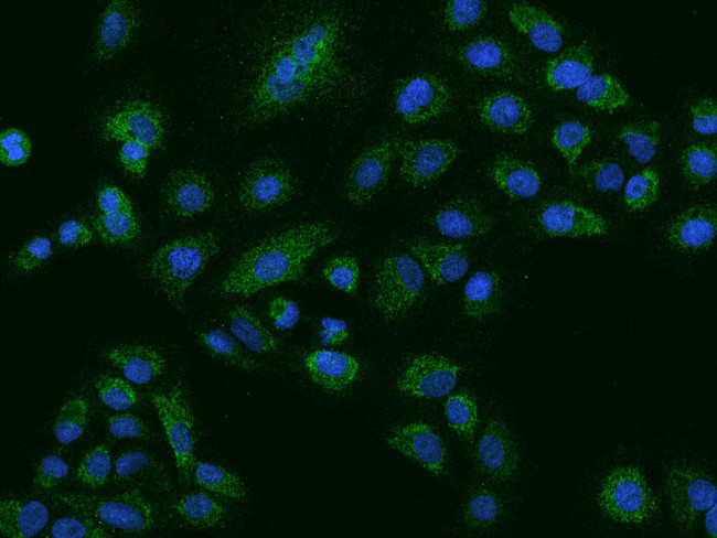 NLRX1 Antibody in Immunocytochemistry (ICC/IF)